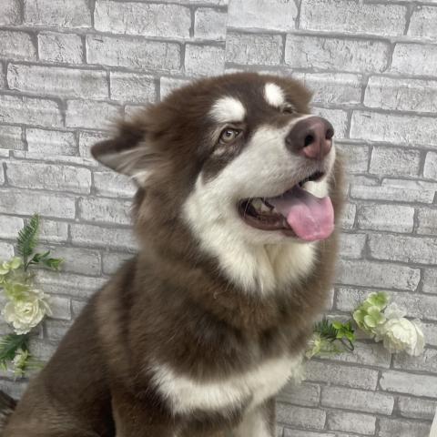 アラスカンマラミュート