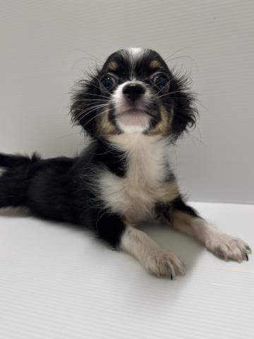 新潟県のハーフ犬・ミックス犬 (ペットアミ 加茂店/2026年6月6日生まれ/女の子/ブラックホワイト)の子犬の2枚目の画像