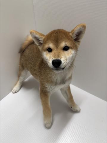 柴犬