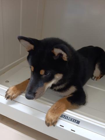 柴犬