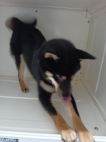 柴犬