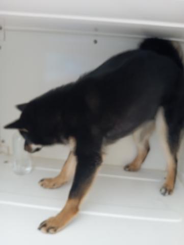 柴犬