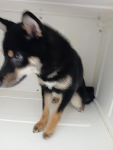 柴犬