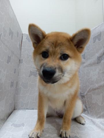 柴犬