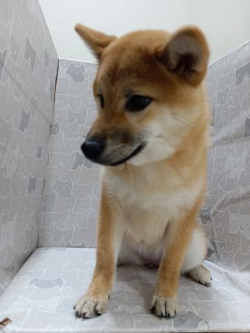 柴犬
