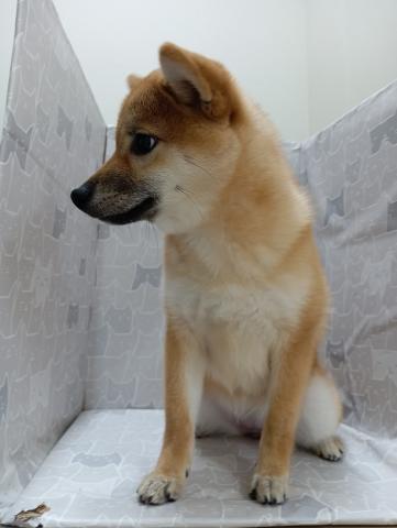 柴犬