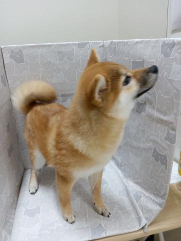 柴犬