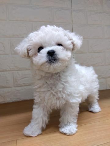 ビションフリーゼ