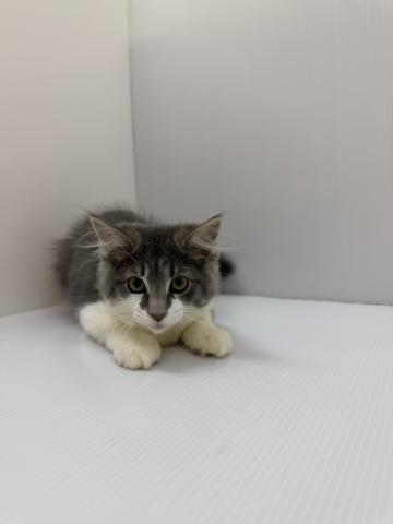 ノルウェージャンフォレストキャット