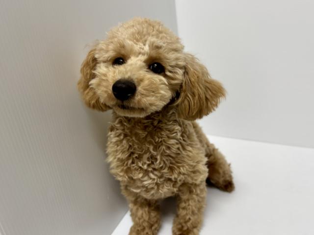 新潟県のトイプードル(トイ) (ペットアミ 加茂店/2026年4月23日生まれ/男の子/レッド)の子犬の1枚目の画像