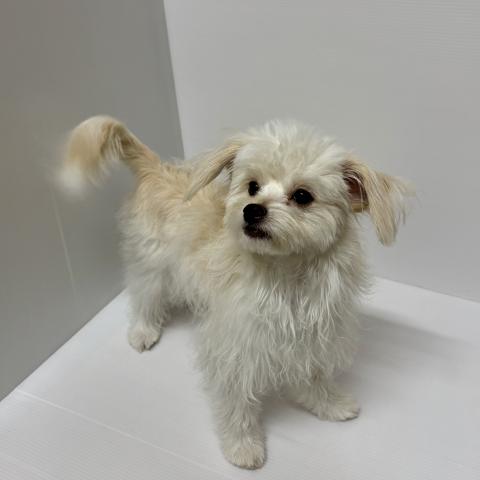 新潟県のハーフ犬・ミックス犬 (ペットアミ 加茂店/2026年3月21日生まれ/男の子/ブラックホワイト)の子犬の1枚目の画像