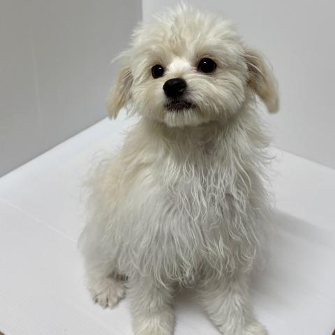 新潟県のハーフ犬・ミックス犬 (ペットアミ 加茂店/2026年3月21日生まれ/男の子/ブラックホワイト)の子犬の2枚目の画像