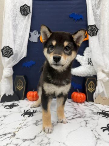 柴犬
