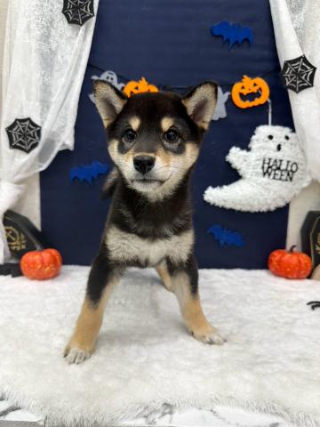 秋田県の柴犬(標準サイズ) (ペットアミ 能代東インター店/2026年7月23日生まれ/男の子/黒)の子犬の2枚目の画像