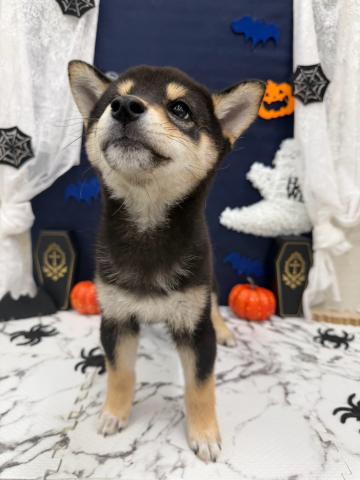 秋田県の柴犬(標準サイズ) (ペットアミ 能代東インター店/2026年7月23日生まれ/男の子/黒)の子犬の3枚目の画像