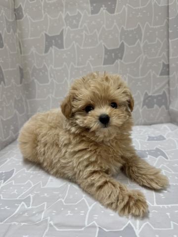 富山県のハーフ犬・ミックス犬 (ペットアミ宮野店/2026年8月7日生まれ/男の子/アプリコット)の子犬の4枚目の画像