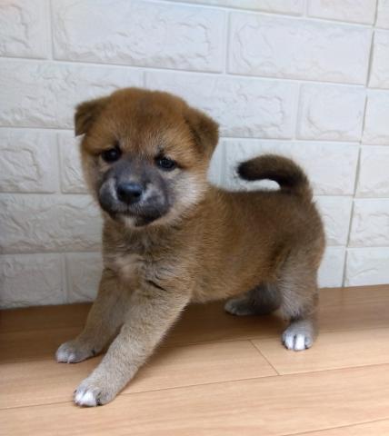 新潟県の柴犬(標準サイズ) (ペットアミ 小千谷店/2026年8月15日生まれ/女の子/赤)の子犬の4枚目の画像