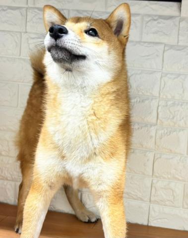 柴犬