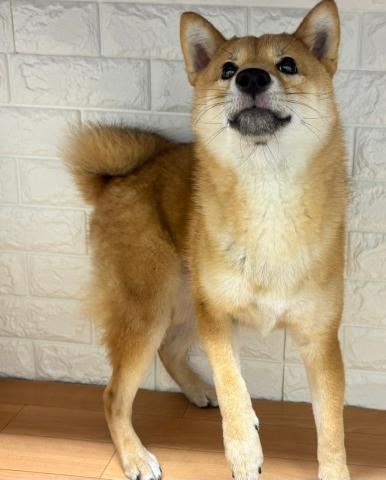 柴犬