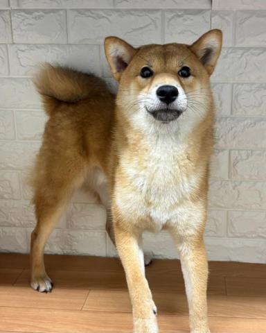柴犬