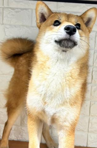 柴犬