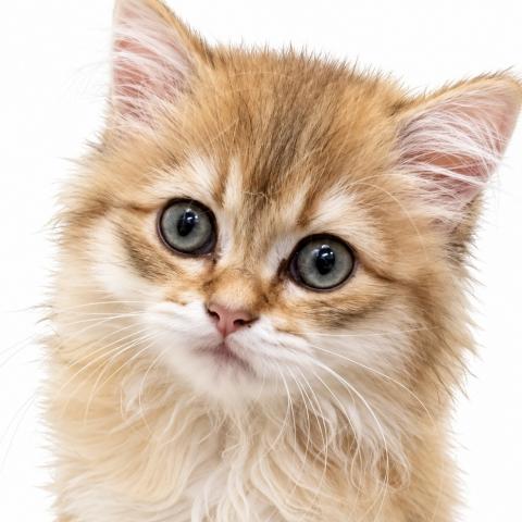 ブリティッシュショートヘア