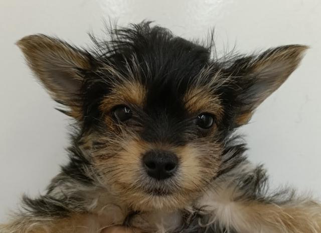秋田県のハーフ犬・ミックス犬 (ペットアミ 本荘インター店/2026年8月11日生まれ/女の子/ブラックタンホワイト)の子犬の1枚目の画像