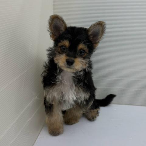 秋田県のハーフ犬・ミックス犬 (ペットアミ 本荘インター店/2026年8月11日生まれ/女の子/ブラックタンホワイト)の子犬の2枚目の画像
