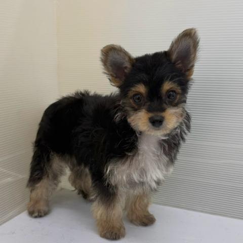 秋田県のハーフ犬・ミックス犬 (ペットアミ 本荘インター店/2026年8月11日生まれ/女の子/ブラックタンホワイト)の子犬の4枚目の画像