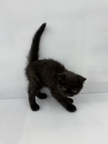 エキゾチックショートヘアー