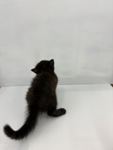 エキゾチックショートヘアー