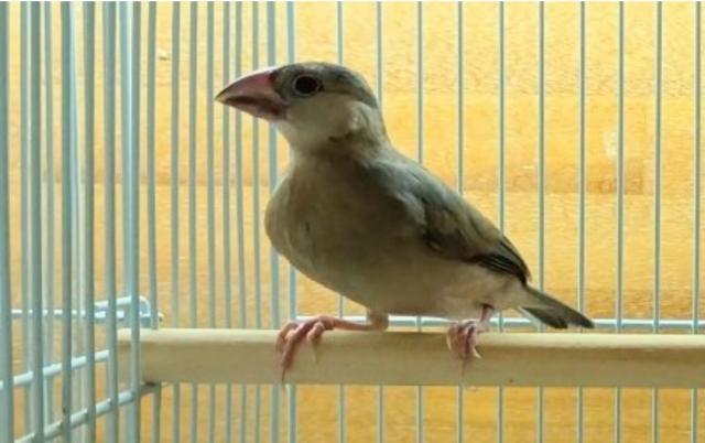 桜文鳥