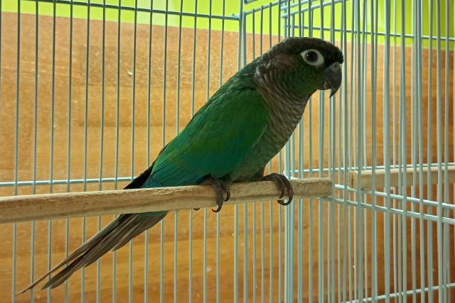 ホオミドリウロコインコ