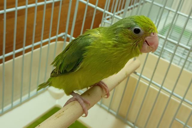 マメルリハ　ノーマル