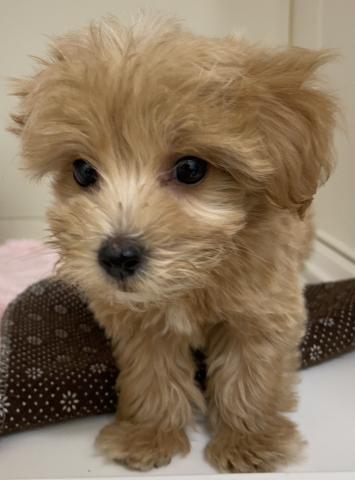 ハーフ犬(マルチーズ×トイプードル)