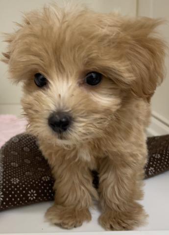 ハーフ犬(マルチーズ×トイプードル)