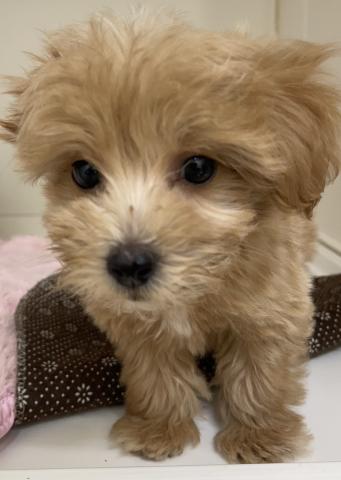ハーフ犬(マルチーズ×トイプードル)