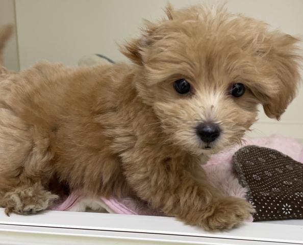 ハーフ犬(マルチーズ×トイプードル)
