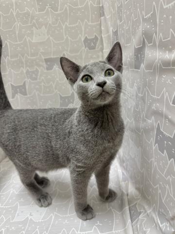 富山県のロシアンブルー (ペットアミ宮野店/2026年7月5日生まれ/女の子/ブルー)の子猫の4枚目の画像