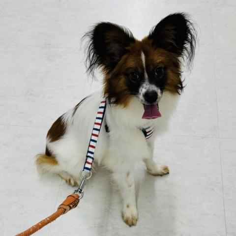 広島県のパピヨン (ペットアミ 大竹店/2026年1月2日生まれ/男の子/ブラックホワイト)の子犬の4枚目の画像
