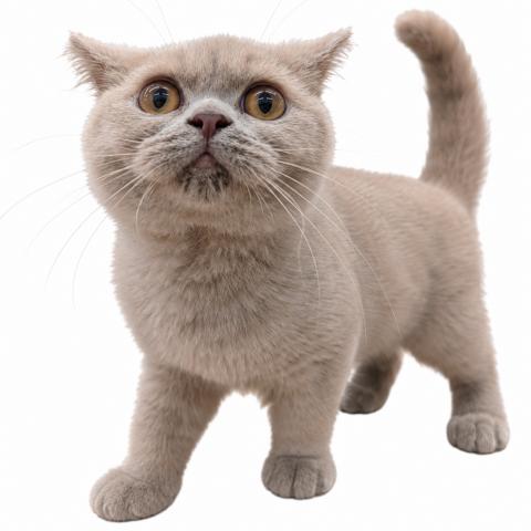 ブリティッシュショートヘア