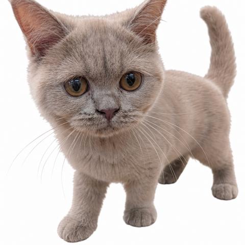 ブリティッシュショートヘア