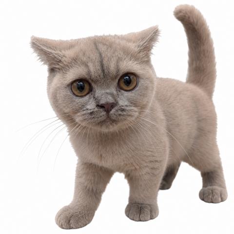 ブリティッシュショートヘア