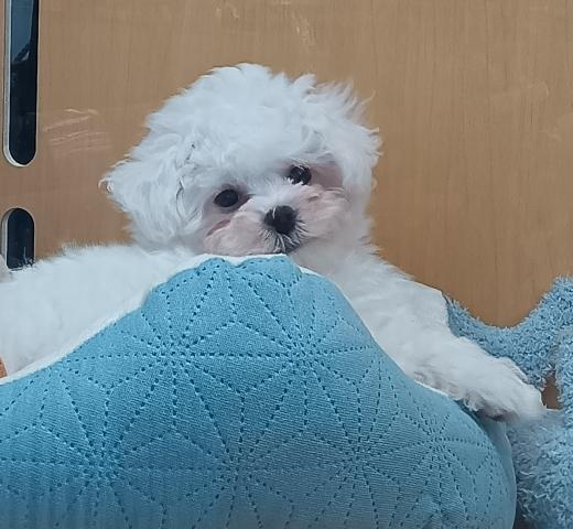 新潟県のビションフリーゼ (ペットアミ 六日町店/2026年8月15日生まれ/女の子/ホワイト)の子犬の2枚目の画像