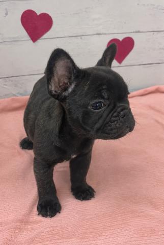 フレンチブルドッグ子犬