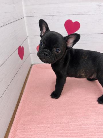 フレンチブルドッグ子犬
