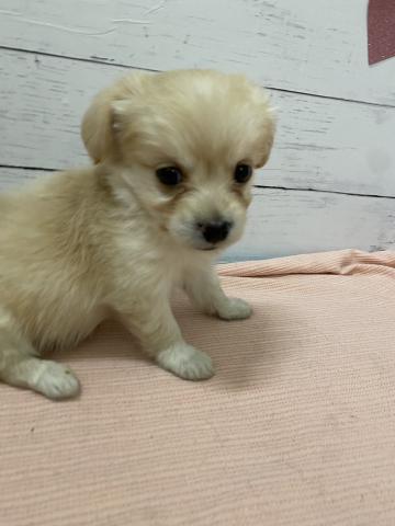 MIX子犬