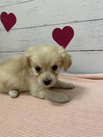 MIX子犬