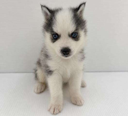 新潟県のハーフ犬・ミックス犬 (ペットアミ 新発田店/2026年8月15日生まれ/男の子/その他色)の子犬の1枚目の画像