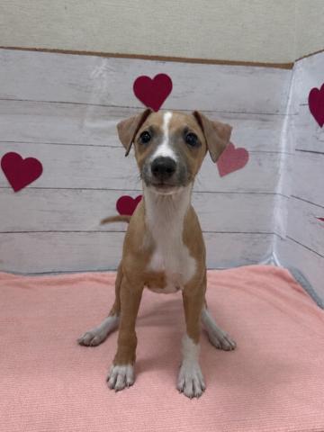 イタリアングレーハウンド子犬